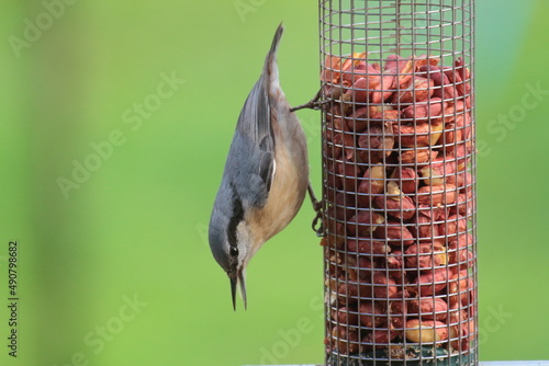 Eurasian nuthatch