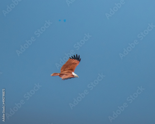 Bild auf Leinwand Flying hawk against a clear blue sky