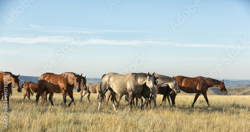 Fototapeta Naklejka Na Ścianę i Meble -  Quarter Horse Mares and Foals