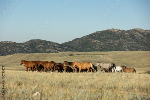 Quarter Horse Mares and Foals © Terri Cage 