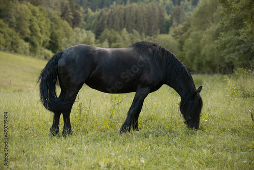 schwarzes Pferd kneift Gras auf grünem Hintergrund