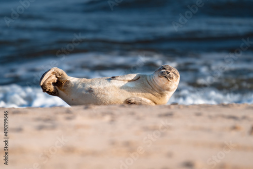 Baby seal enjoying the sun on Sylt beach, Germany photo