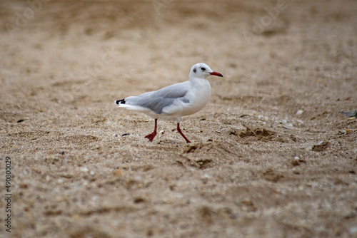 Gaviota en playa de Punta Médanos