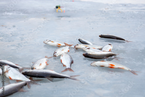 A lot of fish lies on the ice. Winter fishing.