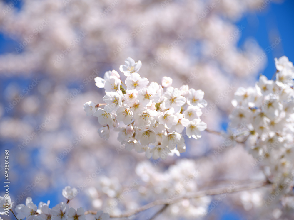 桜のアップ 桜のアップ