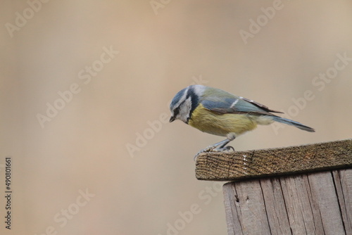 Eurasian blue tit perched on a nest box