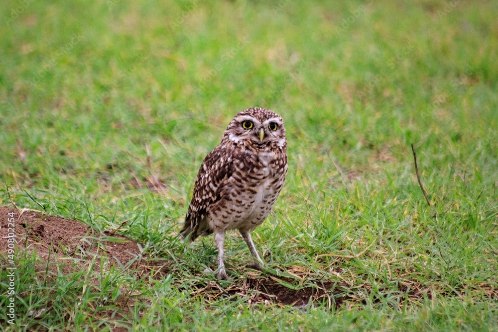 Fototapeta premium Lechuza pequeña en costa Argentina