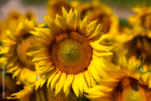yellow flowering sunflowers in the summer © rsooll