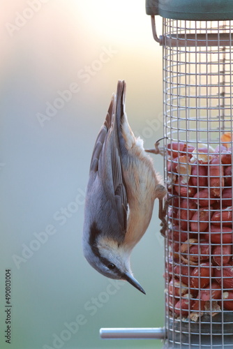 Eurasian nuthatch