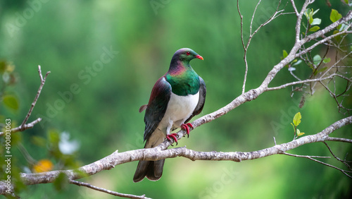 New Zealand bird Kererū Wood Pigeon  photo