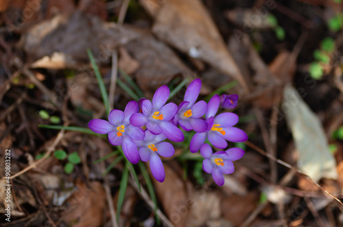 Beautiful lilac crocuses outdoors in the forest or park. Spring flowers. natural light