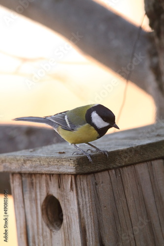 Great tit perched on a nest box.