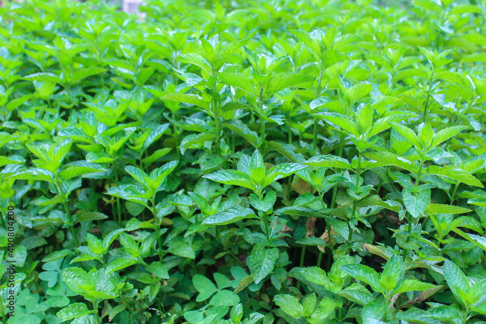 Fototapeta premium peppermint plant in orchard