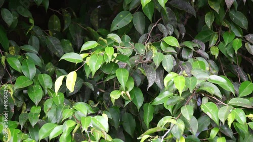 Ficus benjamina (weeping fig, benjamin fig, ficus tree) leaves with a natural background. Indonesian call it beringin, ringin or waringin photo
