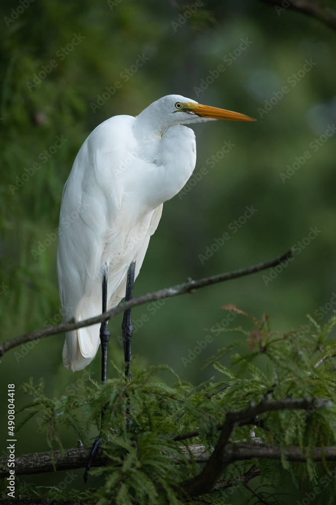 Great Egret Great Egret