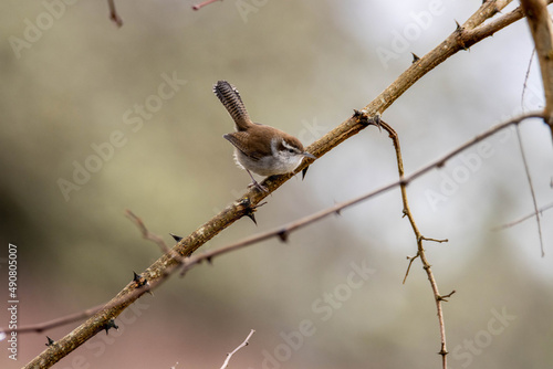 Closeup of a Cetti's warbler on a tree photo