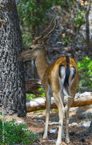 Fényképezés Vertical closeup of the sika deer, also known as spotted deer or the Japanese deer