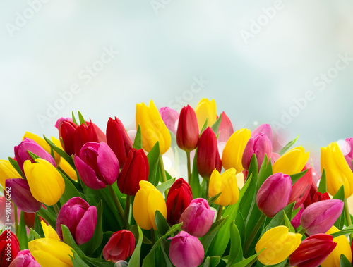 Fototapeta Naklejka Na Ścianę i Meble -  bouquet of fresh tulips flowers