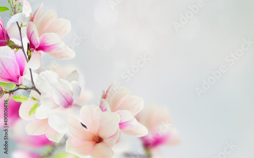 Blossoming pink magnolia Flowers