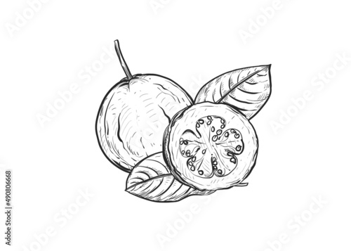Hand drawn sketch black and white of fruit guava, plant, leaf. Vector illustration. Elements in graphic style label, card, sticker, menu, package. Engraved.