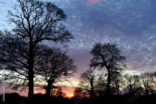 sunset in the forest
