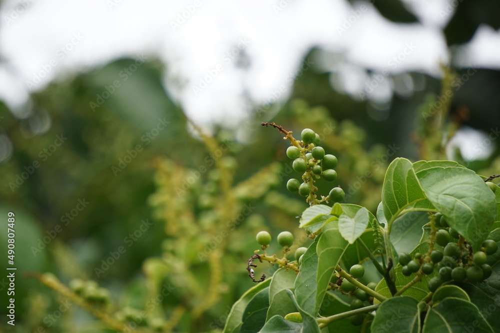 Antidema thwaitesianum (Also called Buah Buni) on the tree. Antidema have 101 accepted species in the genus Antidema thwaitesianum (Also called Buah Buni) on the tree. Antidema have 101 accepted species in the genus
