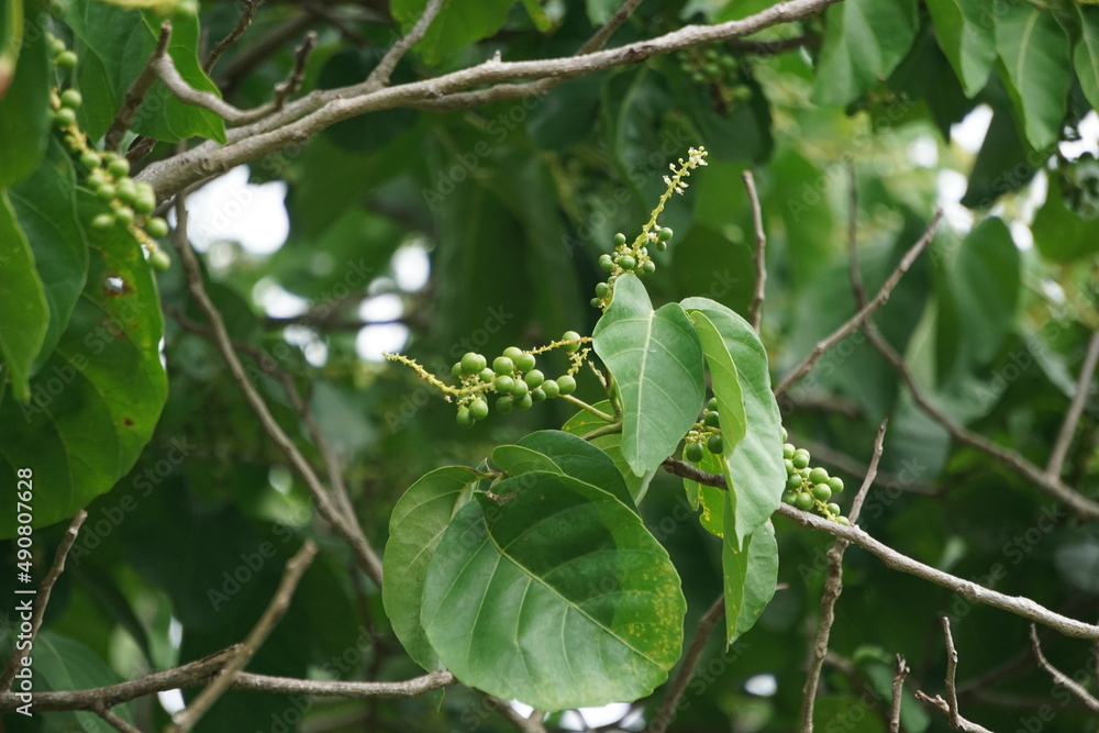 Antidema thwaitesianum (Also called Buah Buni) on the tree. Antidema have 101 accepted species in the genus Antidema thwaitesianum (Also called Buah Buni) on the tree. Antidema have 101 accepted species in the genus