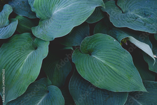 Papier peint Closeup of Hydrophobic plants growing in a garden