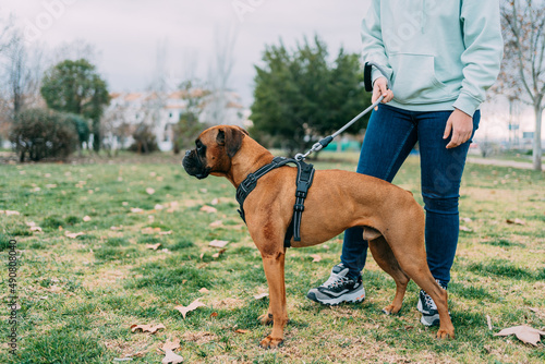 photo of a boxer breed dog caught by its owner on the leash