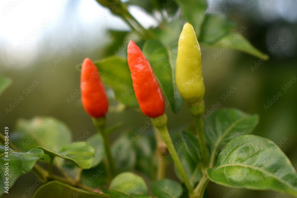 red chili peppers red chili peppers