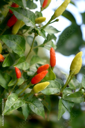 red and yellow chillies 