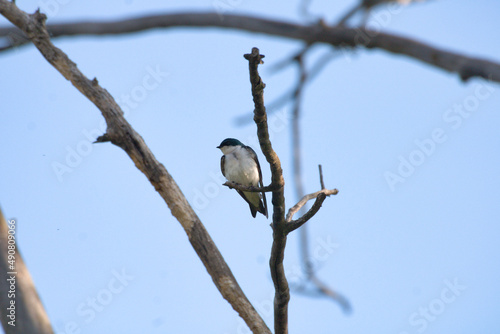 Closeup shot of a small Pygochelidon cyanoleuca perched on the leafless tree twig on a sunny day photo