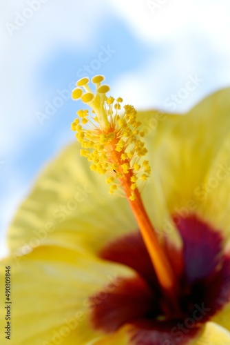 yellow hibiscus 