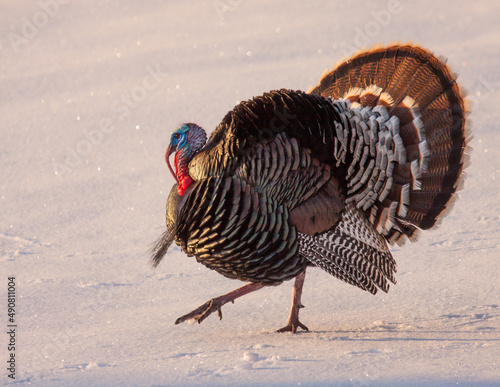 Obraz na płótnie Tom Turkey in Snow