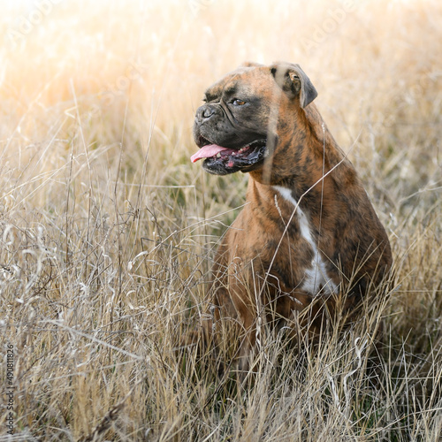 Portrait d'un chien de race boxer dans un champ