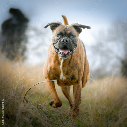 Portrait chien de race boxer dans la nature