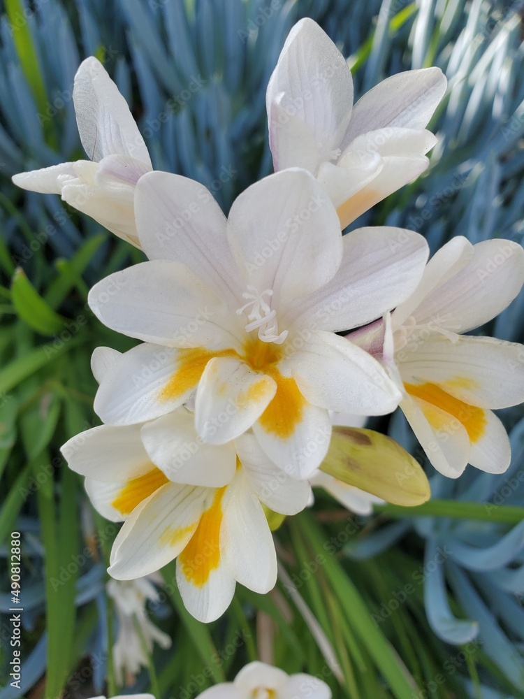 white and yellow flower white and yellow flower