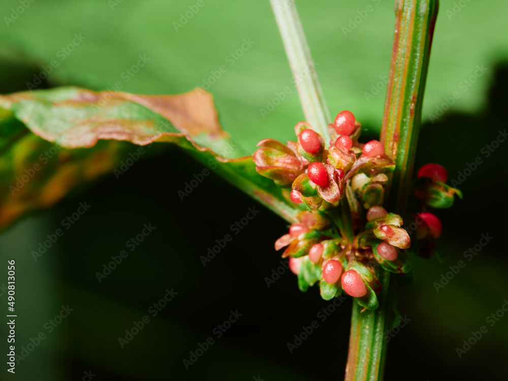 macro of a flower