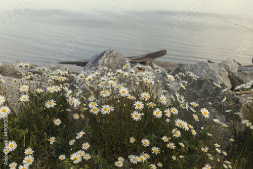 Blooming daisies on Iona Beach in Richmond, British Columbia photo