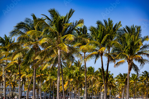 Amazing palm trees of South Beach Miami - typical background