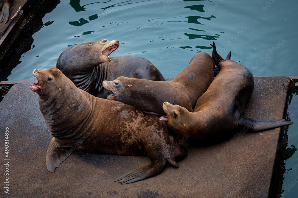 Fototapeta premium Sea Lion Singing