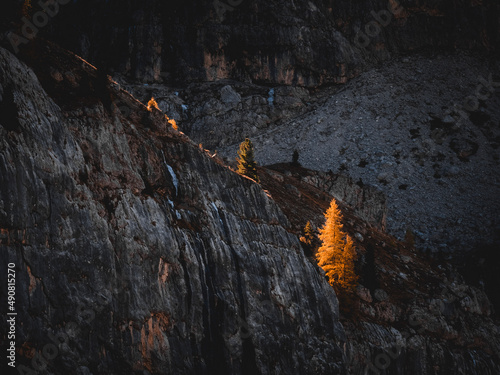 fire in the forest