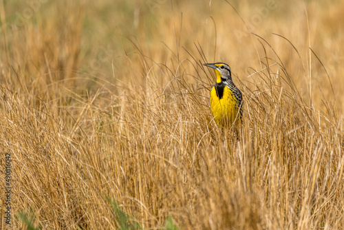 Eastern Meadowlark photo