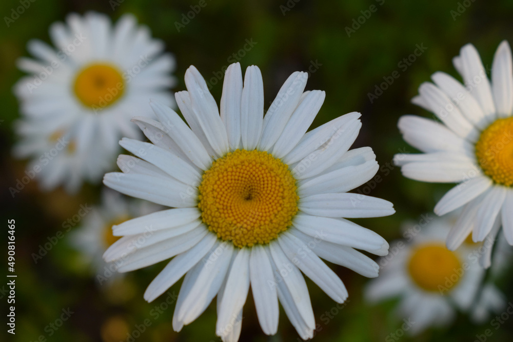 Obraz premium daisy in a garden
