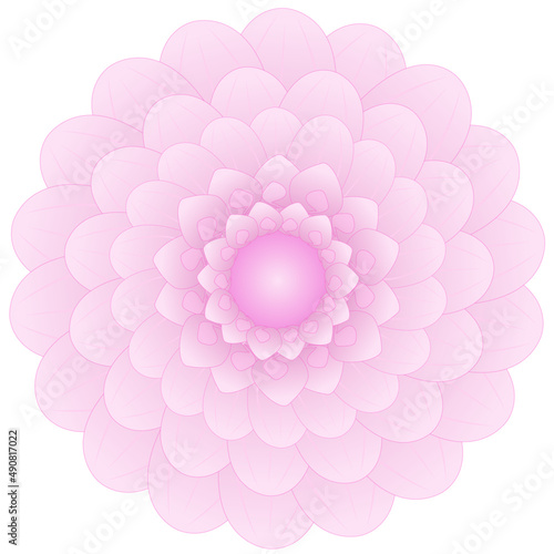 Flor Rosa / Pink Flower
