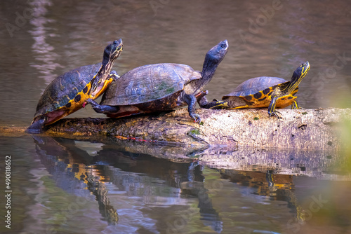 A trio of Eastern River Cooters  (Pseudemys concinna ssp. concinna) bask in the sun. Garner, North Carolina. photo