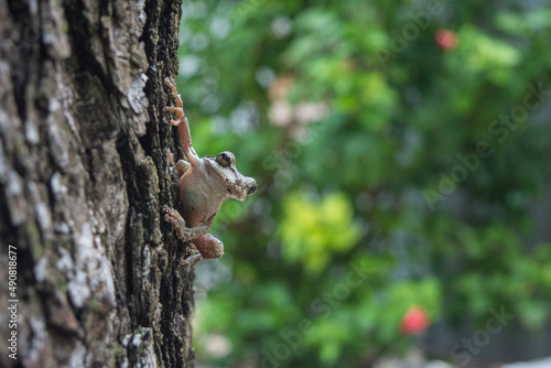 Cuban Tree Frog Perched on a Tree Trunk in Andros, Bahamas © Michael B. Kowalski