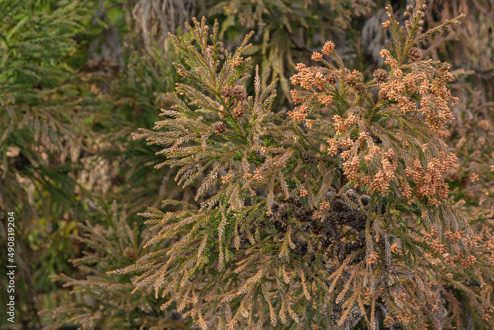 花粉症で使いやすい杉 花粉症で使いやすい杉