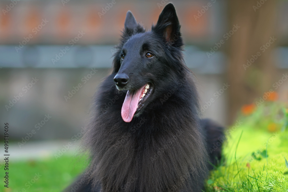 The portrait of a young Belgian Shepherd dog Groenendael lying down on a green grass in summer The portrait of a young Belgian Shepherd dog Groenendael lying down on a green grass in summer