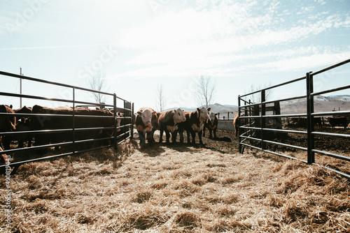 cattle photo